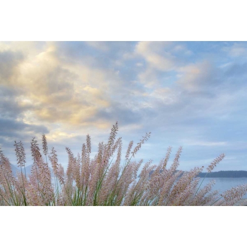 Washington, Seabeck Pennisetum ornamental grass